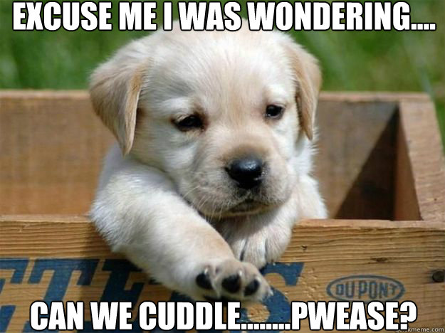 excuse me i was wondering.... Can we cuddle........pwease?  Cuddle