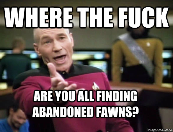 where the fuck are you all finding abandoned fawns?  Annoyed Picard HD