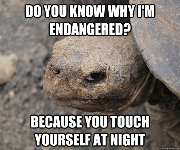 Do you know why i'm endangered? because you touch yourself at night   Angry Turtle