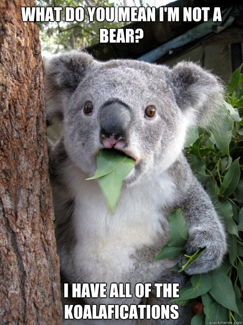 What do you mean i'm not a bear? I have all of the koalafications  Surprised Koala