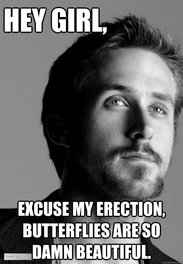Hey girl, excuse my erection, butterflies are so damn beautiful. - Hey girl, excuse my erection, butterflies are so damn beautiful.  cuddly ryan gosling