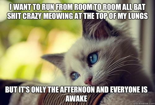 I want to run from room to room all bat shit crazy meowing at the top of my lungs  but it's only the afternoon and everyone is awake - I want to run from room to room all bat shit crazy meowing at the top of my lungs  but it's only the afternoon and everyone is awake  First World Problems Cat