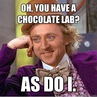 Oh, you have a chocolate lab? As do i. - Oh, you have a chocolate lab? As do i.  You get nothing wonka