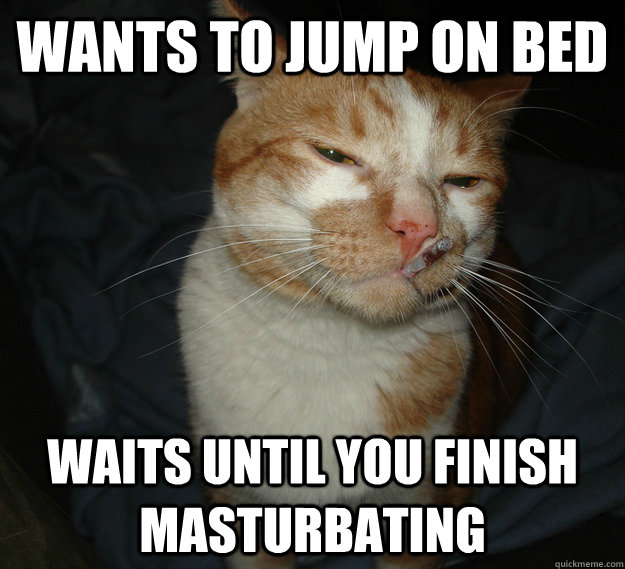 Wants to jump on bed Waits until you finish masturbating  Good Guy Cat
