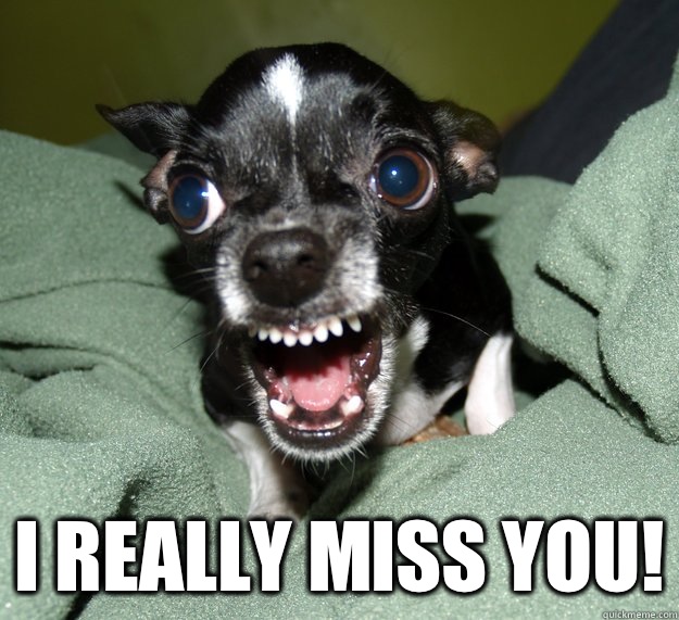  I really miss you!  Chihuahua Logic