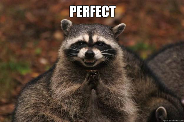 PERFECT   Evil Plotting Raccoon