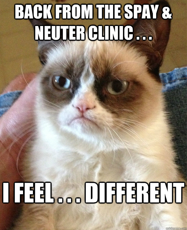 Back from the spay & neuter clinic . . . I feel . . . different - Back from the spay & neuter clinic . . . I feel . . . different  Grumpy Cat
