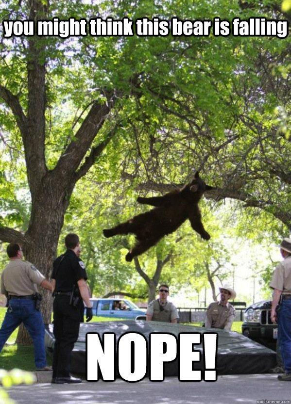 you might think this bear is falling NOPE! - you might think this bear is falling NOPE!  Misc