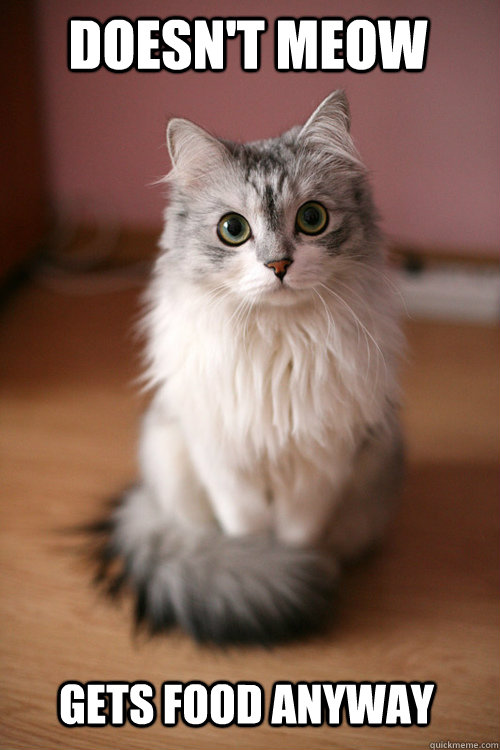 Doesn't Meow Gets food anyway  Ridiculously Photogenic Cat