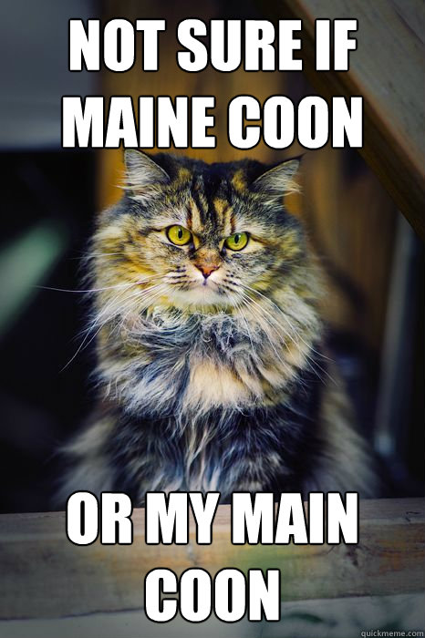 Not sure if Maine Coon or my Main Coon  Displeased Cat