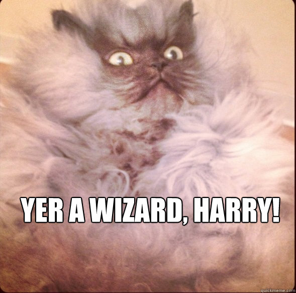 Yer A Wizard, harry! - Yer A Wizard, harry!  Hargrid Cat