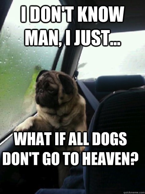 I don't know man, I just... what if all dogs don't go to heaven?  Introspective Pug