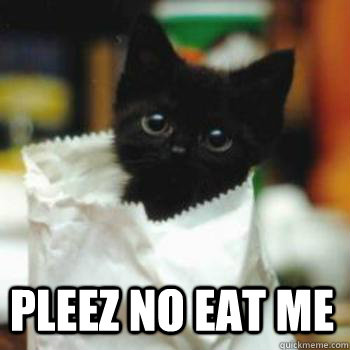 pleez no eat me - pleez no eat me  Scared Cat