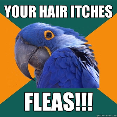 YOUR HAIR ITCHES FLEAS!!!  Paranoid Parrot