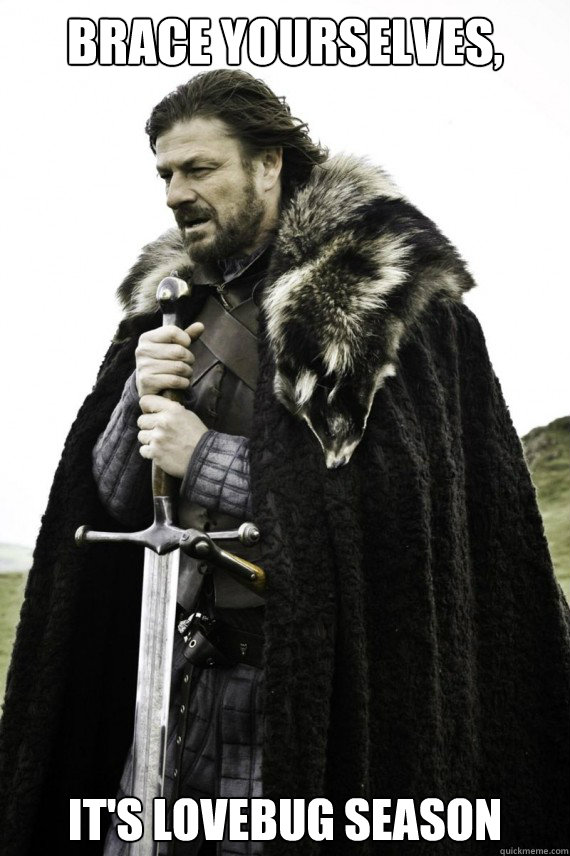Brace yourselves, it's lovebug season  - Brace yourselves, it's lovebug season   Brace yourself
