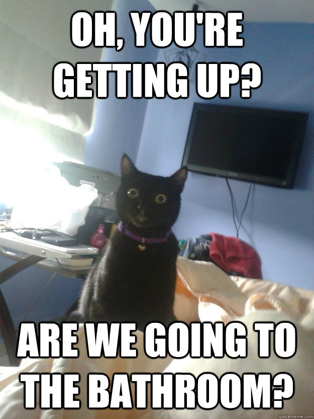Oh, you're Getting Up? Are we going to the bathroom?  overly attached cat