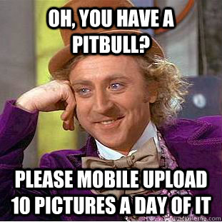 Oh, you have a pitbull? please mobile upload 10 pictures a day of it  Condescending Wonka