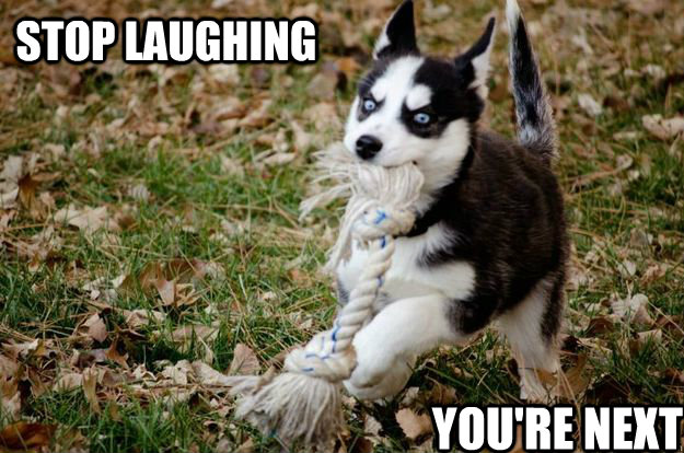 Stop Laughing You're next  Insanity puppy