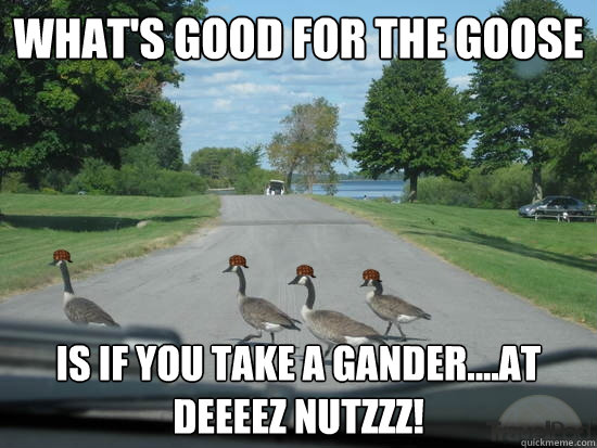 What's good for the goose Is if you take a gander....at DEEEEZ NUTZZZ!  Scumbag Geese