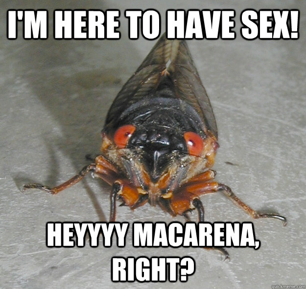 25 Best Cicada Memes Aaahhhhhhhhhh Memes Sit Memes And Memes Images
