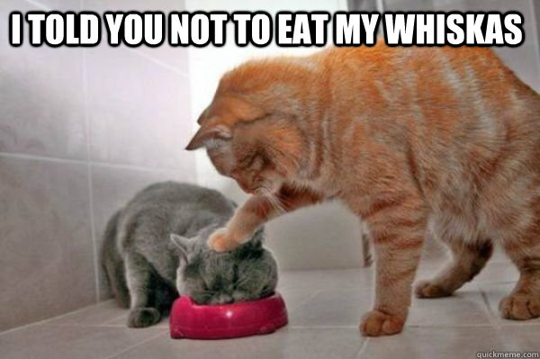 I told you not to eat my whiskas  Whiskas