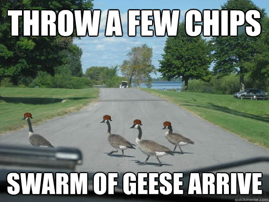 Throw a few chips Swarm of geese arrive  Scumbag Geese