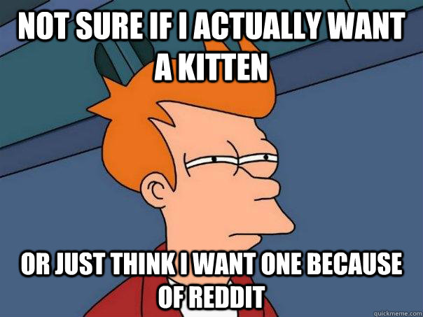 Not sure if I actually want a kitten Or just think I want one because of reddit - Not sure if I actually want a kitten Or just think I want one because of reddit  Futurama Fry