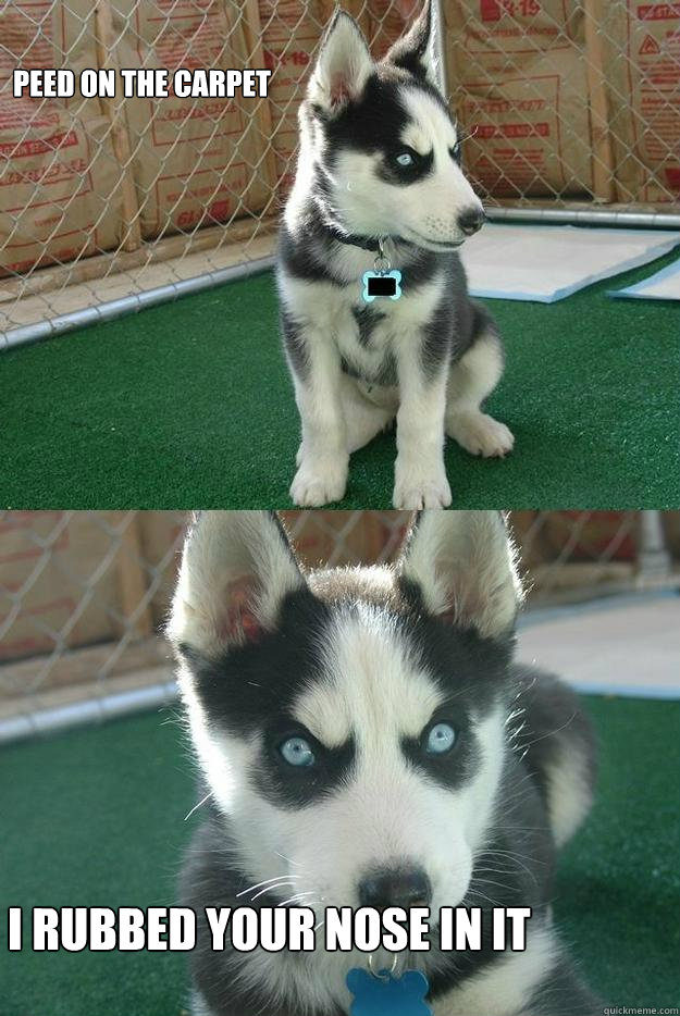 peed on the carpet I RUBBED YOUR NOSE IN IT  Insanity puppy