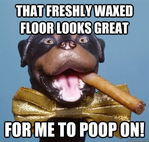 That freshly waxed floor looks great for me to poop on!  
