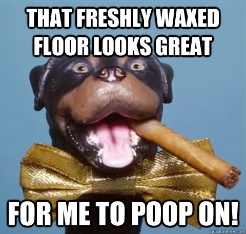 That freshly waxed floor looks great for me to poop on!  triumph the insult comic dog