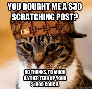 You bought me a $30 scratching post? No thanks, I'd much rather tear up your $1000 couch.  Scumbag Cat