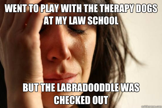 Went to play with the therapy dogs at my law school  But the Labradooddle was checked out  - Went to play with the therapy dogs at my law school  But the Labradooddle was checked out   First World Problems