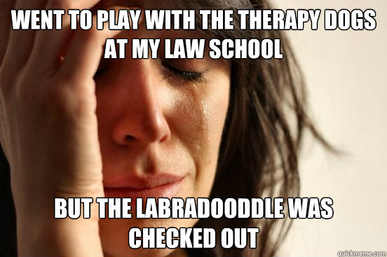 Went to play with the therapy dogs at my law school  But the Labradooddle was checked out   First World Problems