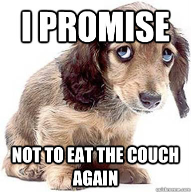 I promise Not to eat the couch again  Sad Puppy