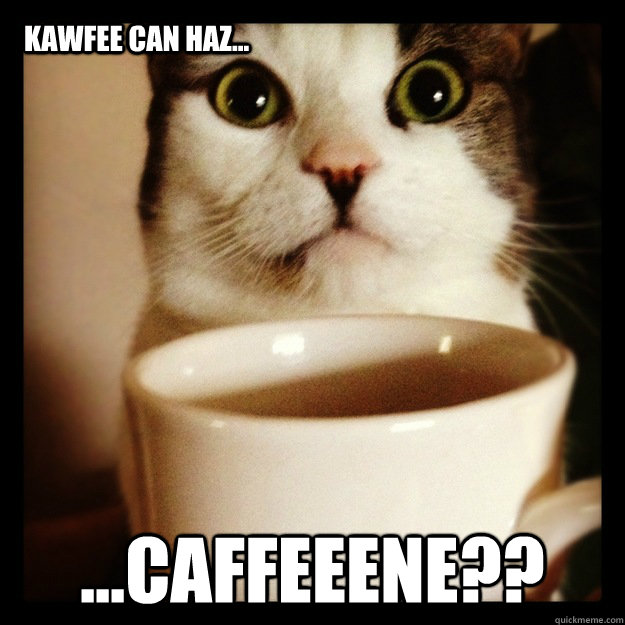 KAWFEE CAN HAZ... ...CAFFEEENE?? - KAWFEE CAN HAZ... ...CAFFEEENE??  COFFEE CAT