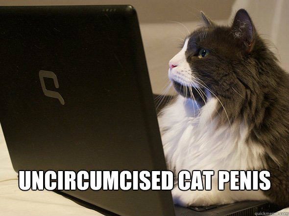 uncircumcised cat penis - uncircumcised cat penis  cat penis