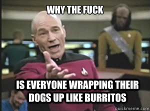 why the fuck is everyone wrapping their dogs up like burritos  Annoyed Picard