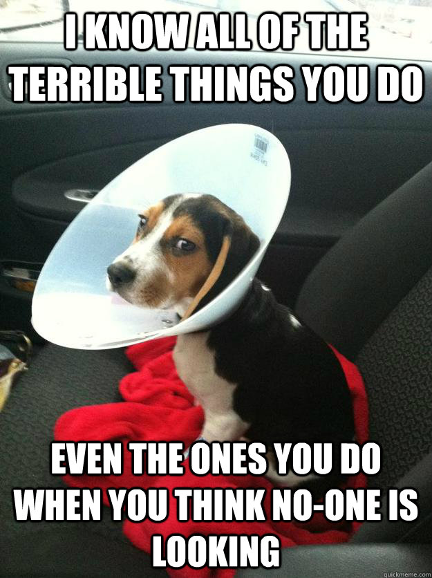 I know all of the terrible things you do  Even the ones you do when you think no-one is looking - I know all of the terrible things you do  Even the ones you do when you think no-one is looking  Judgemental Dog