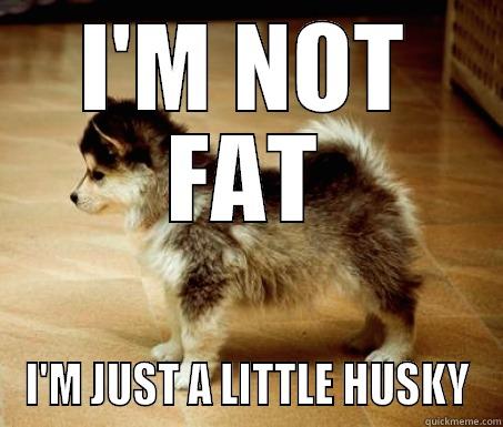 Sad Husky-Corgi - I'M NOT FAT I'M JUST A LITTLE HUSKY Misc