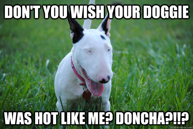 don't you wish your doggie was hot like me? Doncha?!!?  Disgusted Bull Terrier