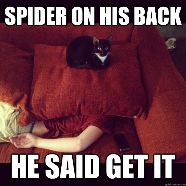 spider on his back He said get it  jealous cat