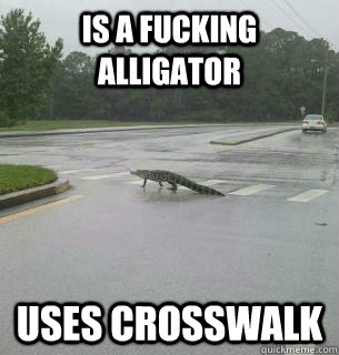 IS A FUCKING ALLIGATOR USES CROSSWALK  - IS A FUCKING ALLIGATOR USES CROSSWALK   Good Guy Alligator