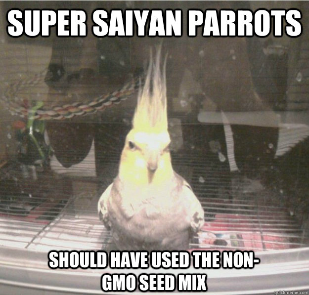 super saiyan parrots should have used the non-GMO seed mix  Super Saiyan Parrot
