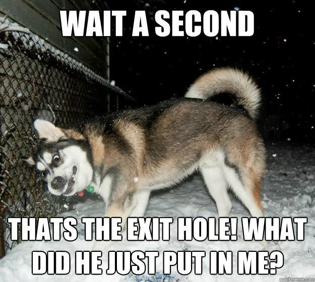 wait a second Thats the exit hole! what did he just put in me?  Sudden Clarity Canine