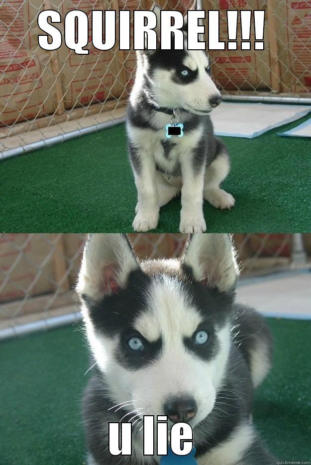 SQUIRREL!!! U LIE Insanity puppy