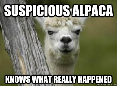 suspicious alpaca knows what really happened  