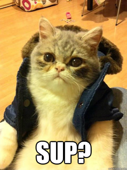  Sup? -  Sup?  Bro cat