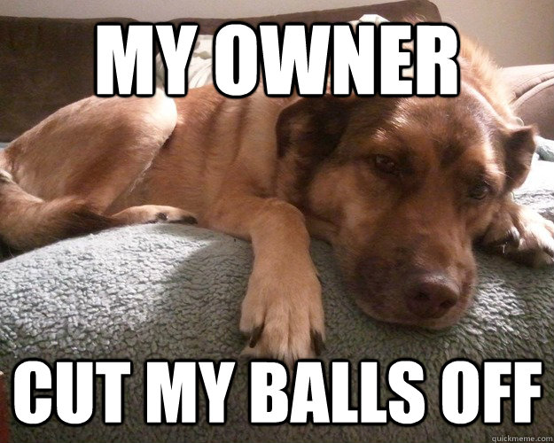 My owner  Cut my balls off - My owner  Cut my balls off  First World Dog problems