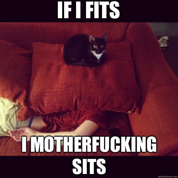 IF I FITS I motherfucking Sits - IF I FITS I motherfucking Sits  jealous cat