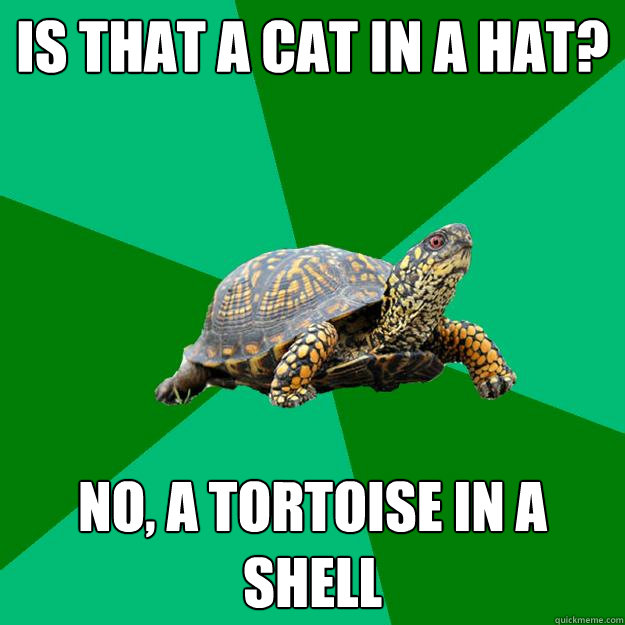 IS THAT A CAT IN A HAT? NO, A TORTOiSE IN A SHELL  Torrenting Turtle